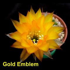 Gold Emblem.4.1.jpg 